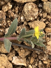 Camissoniopsis lewisii