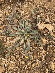 Camissoniopsis lewisii