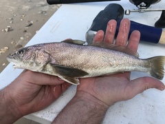 Menticirrhus americanus