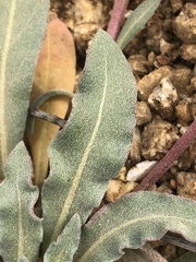 Camissoniopsis lewisii