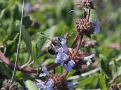 Habropoda miserabilis
