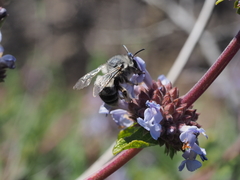 Habropoda miserabilis