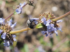 Habropoda miserabilis