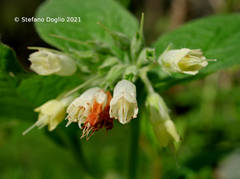 Symphytum bulbosum