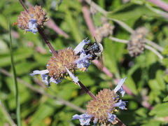 Habropoda miserabilis