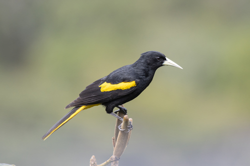 Yellow-winged Cacique