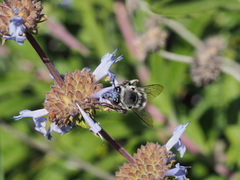 Habropoda miserabilis