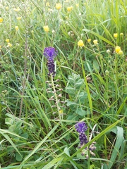 Muscari comosum