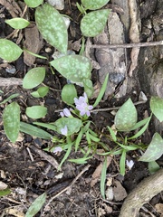 Claytonia caroliniana