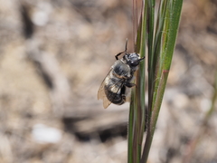 Habropoda miserabilis