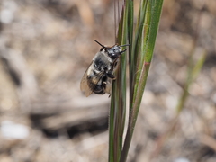 Habropoda miserabilis