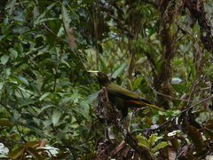 Psarocolius atrovirens