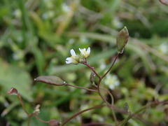 Draba verna