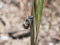Habropoda miserabilis