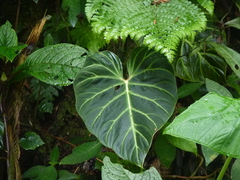 Philodendron verrucosum