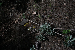 Packera antennariifolia