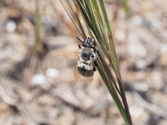 Habropoda miserabilis