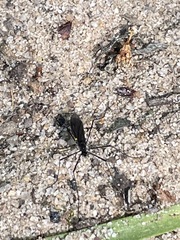 Nephrotoma altissima