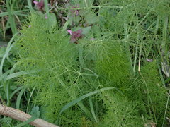 Foeniculum vulgare