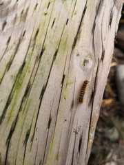 Lophocampa argentata