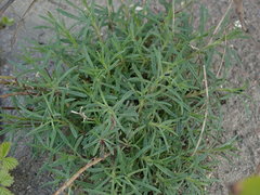 Senecio inaequidens