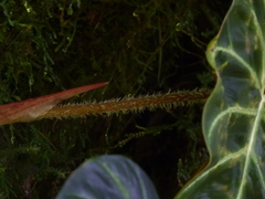 Philodendron verrucosum