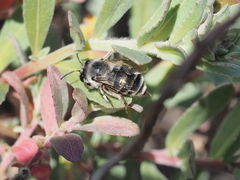 Habropoda miserabilis