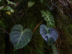 Philodendron verrucosum