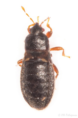 Dimorphopterus doriae