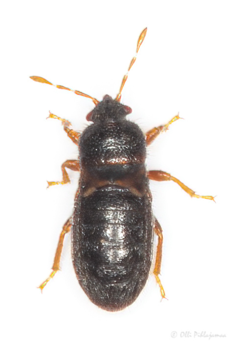 Dimorphopterus doriae