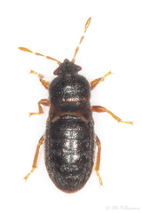 Dimorphopterus doriae