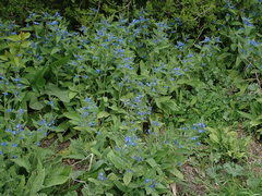 Pentaglottis sempervirens