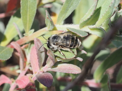 Habropoda miserabilis
