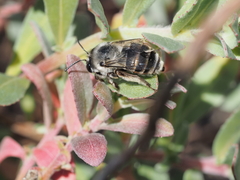 Habropoda miserabilis