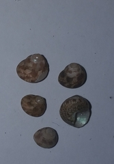 Steromphala adansonii