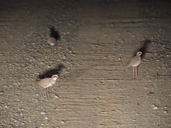 Rhinoptilus chalcopterus