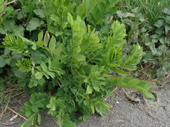 Galega officinalis
