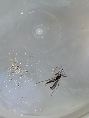 Nephrotoma altissima