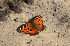 Nymphalis xanthomelas