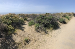 Habropoda miserabilis