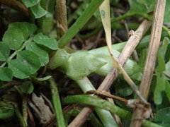 Galega officinalis