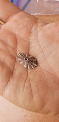 Diodora