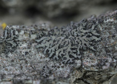 Phaeophyscia orbicularis