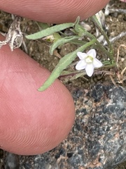 Convolvulus simulans