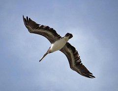 Pelecanus occidentalis