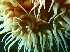Urticina piscivora