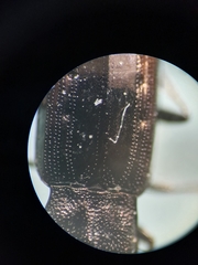 Notiophilus quadripunctatus