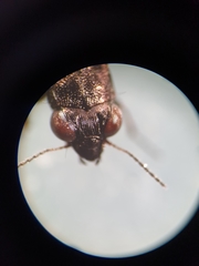 Notiophilus quadripunctatus