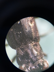 Notiophilus quadripunctatus