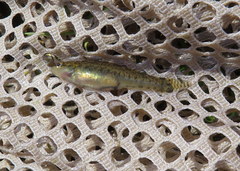 Etheostoma squamiceps